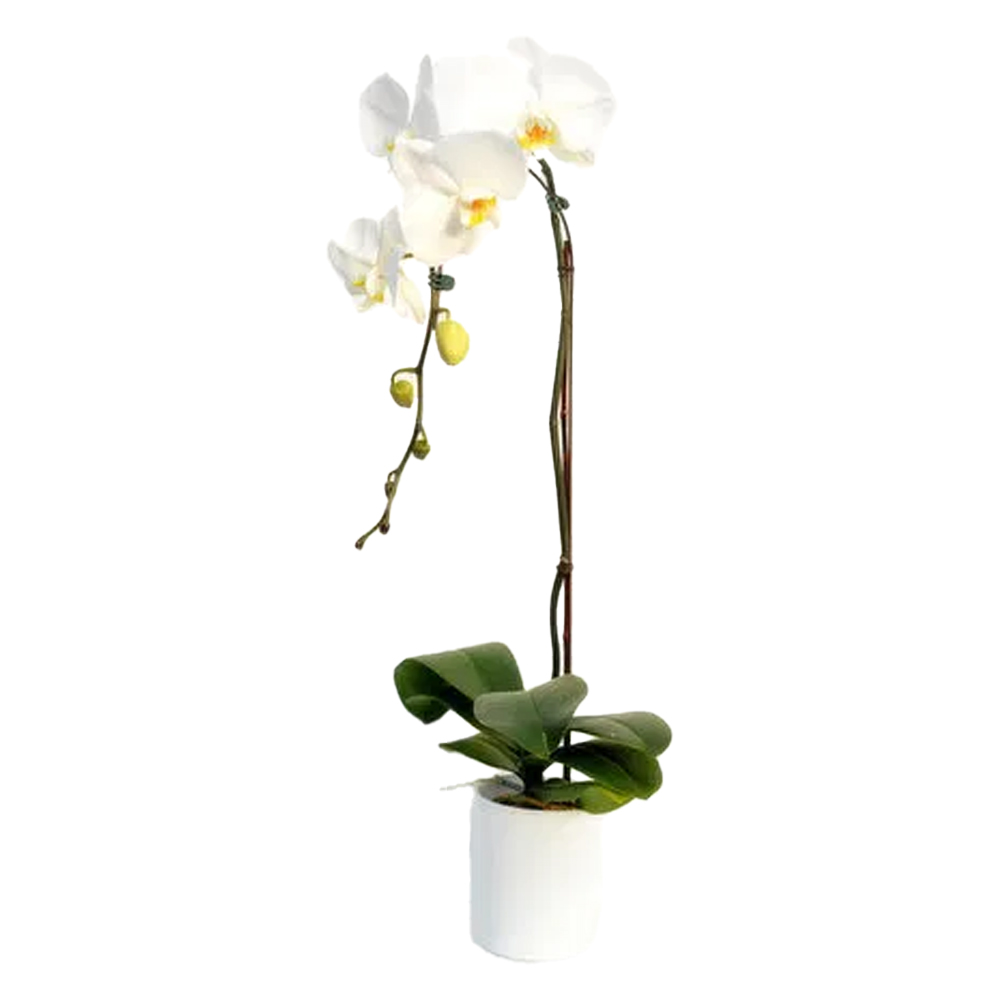 Cub 5 Inch Orchid in White Haven Ceramic, 1 Each