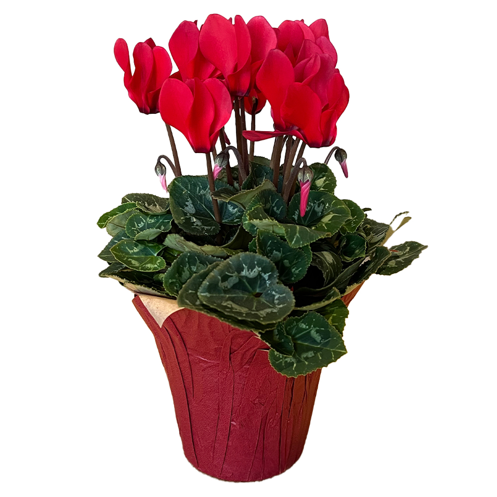 Blooming Cyclamen, Potted Flowers, 1 Each