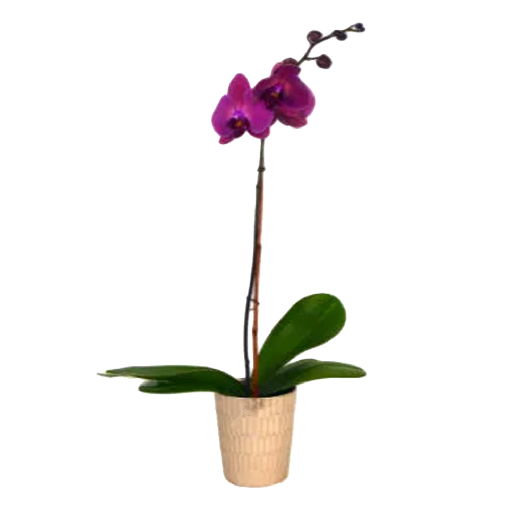 Phalaenopsis Orchid Plant