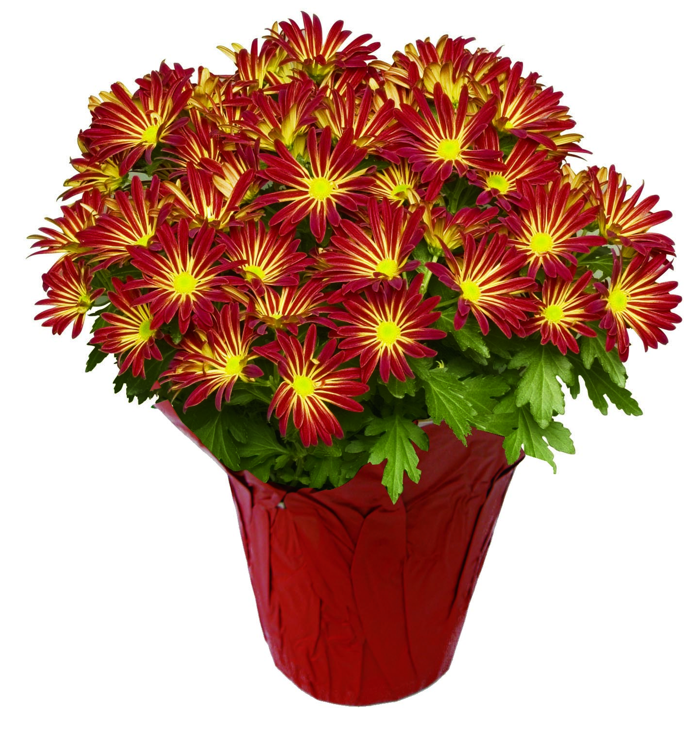 Cub Point Pelee Mum, 6 inch, 1 Each