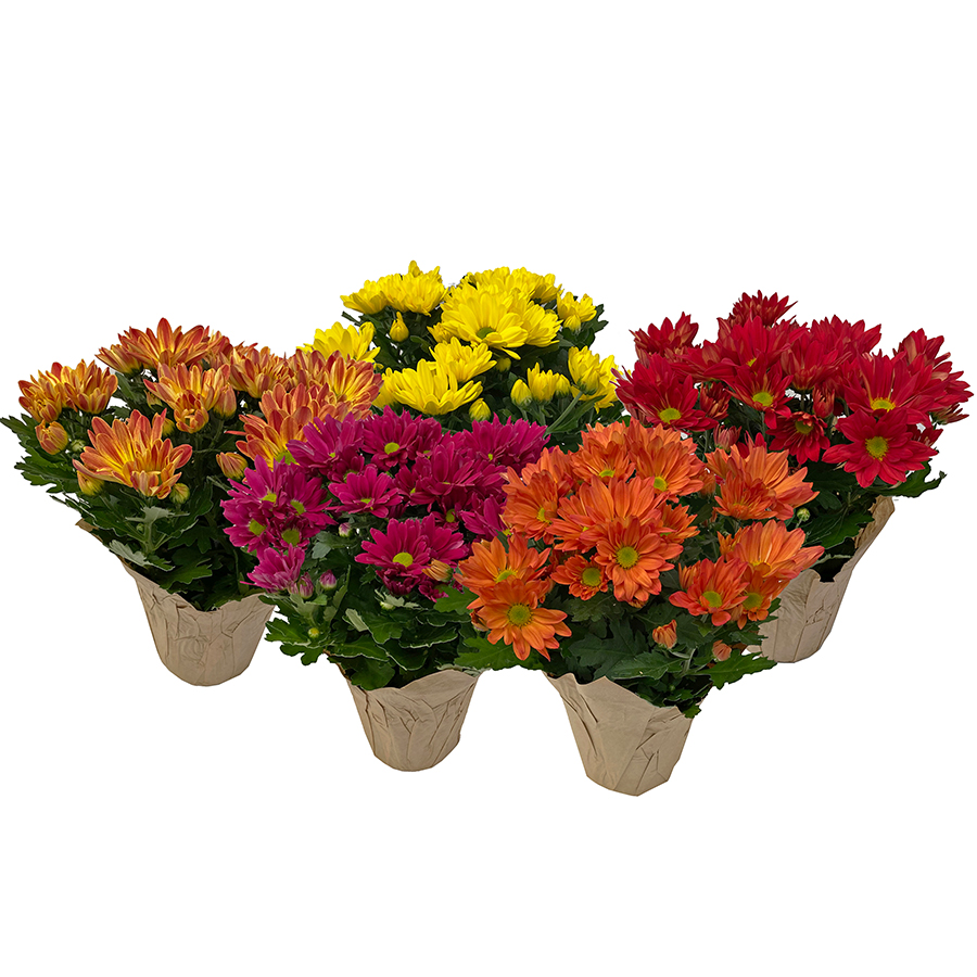 Cub 4.5" Blooming Fall Mums in Pot, 1 Each