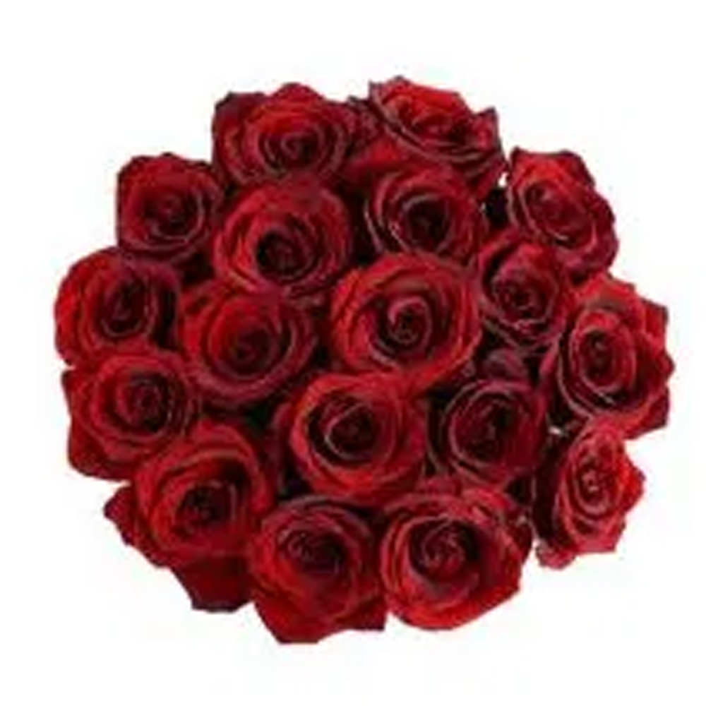 Cub 18 Stem Premium Euro Cut Roses, 1 Each